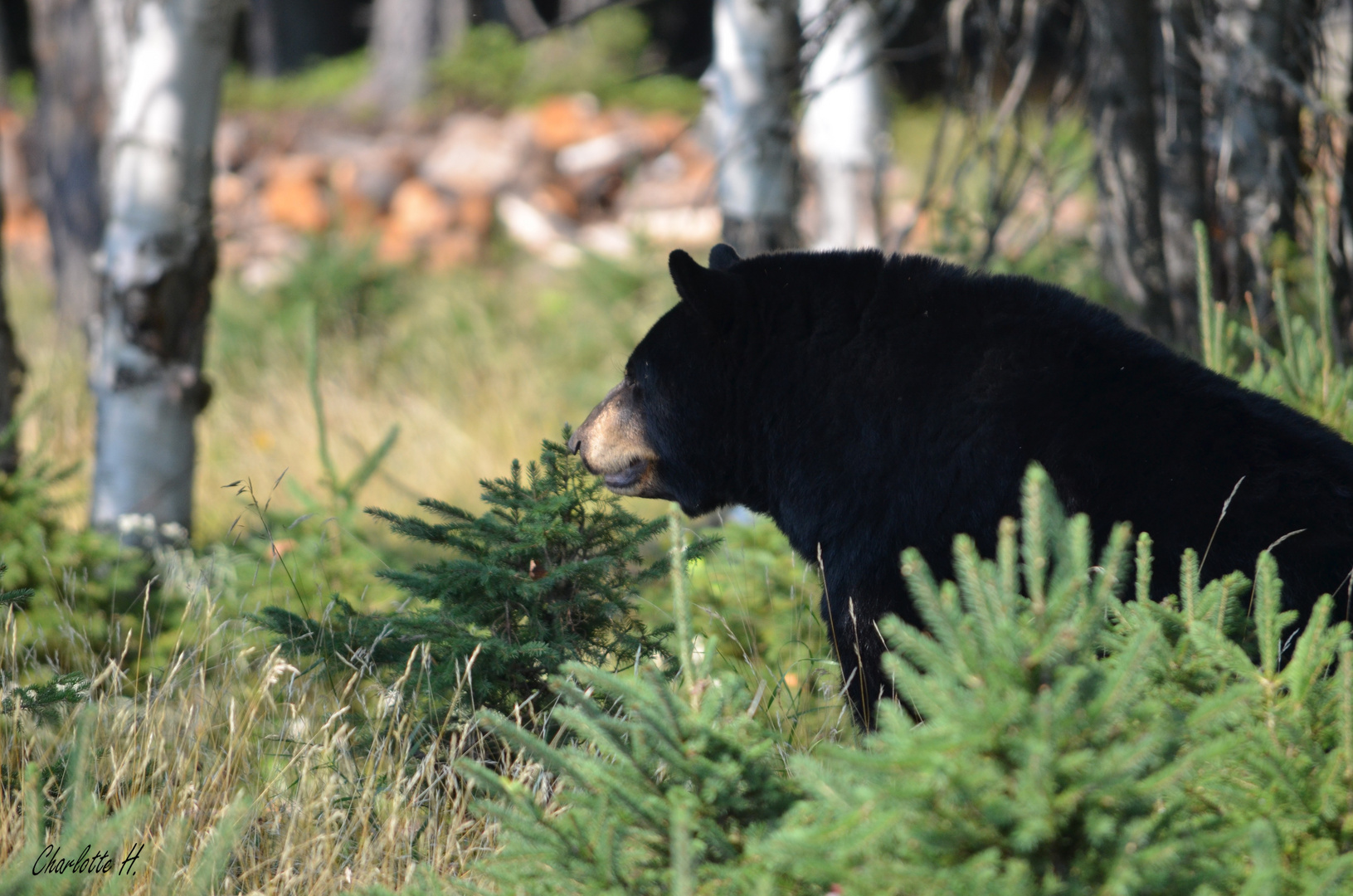 Ours Noir