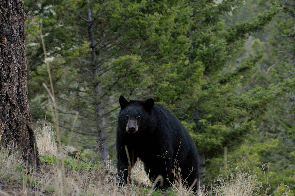 Ours Noir parc Yellowstone