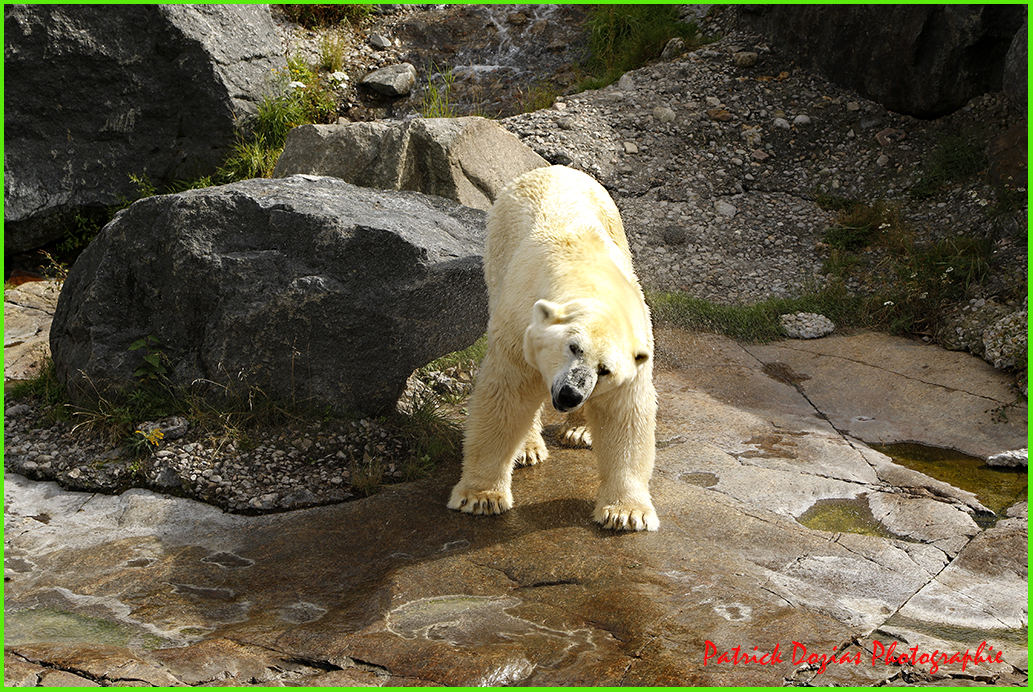 Ours Polaire ( au CANADA)