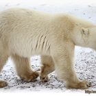 Ours polaire (ours blanc) Arctique Canadien