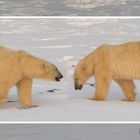 Ours polaires de l'Arctique