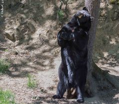 Ours qui se frotte contre un arbre