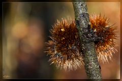 Oursin des bois