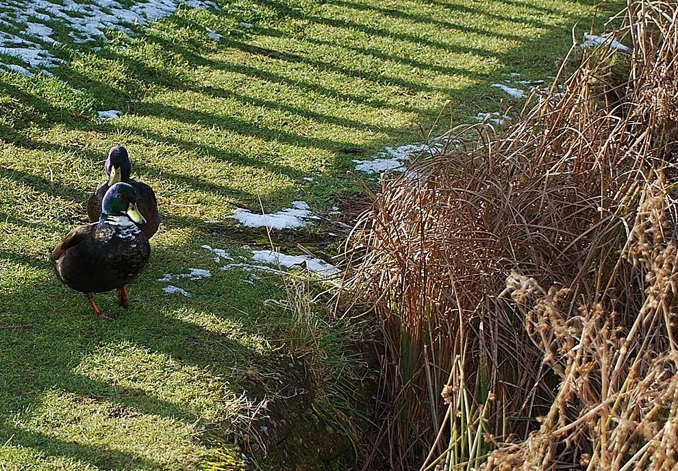 out for a stroll