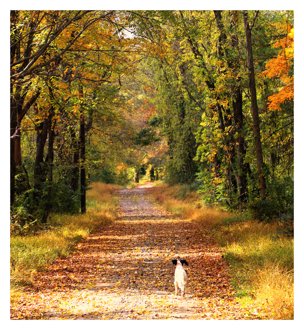 out for a walk