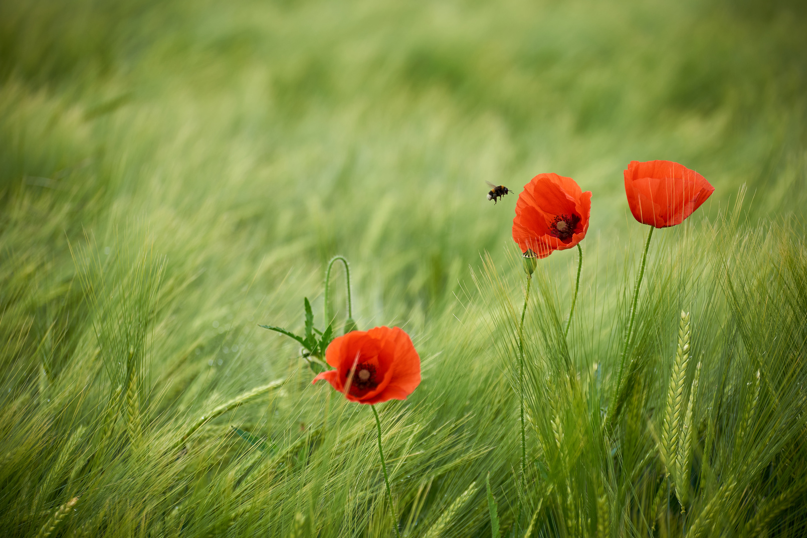 #out in the fields