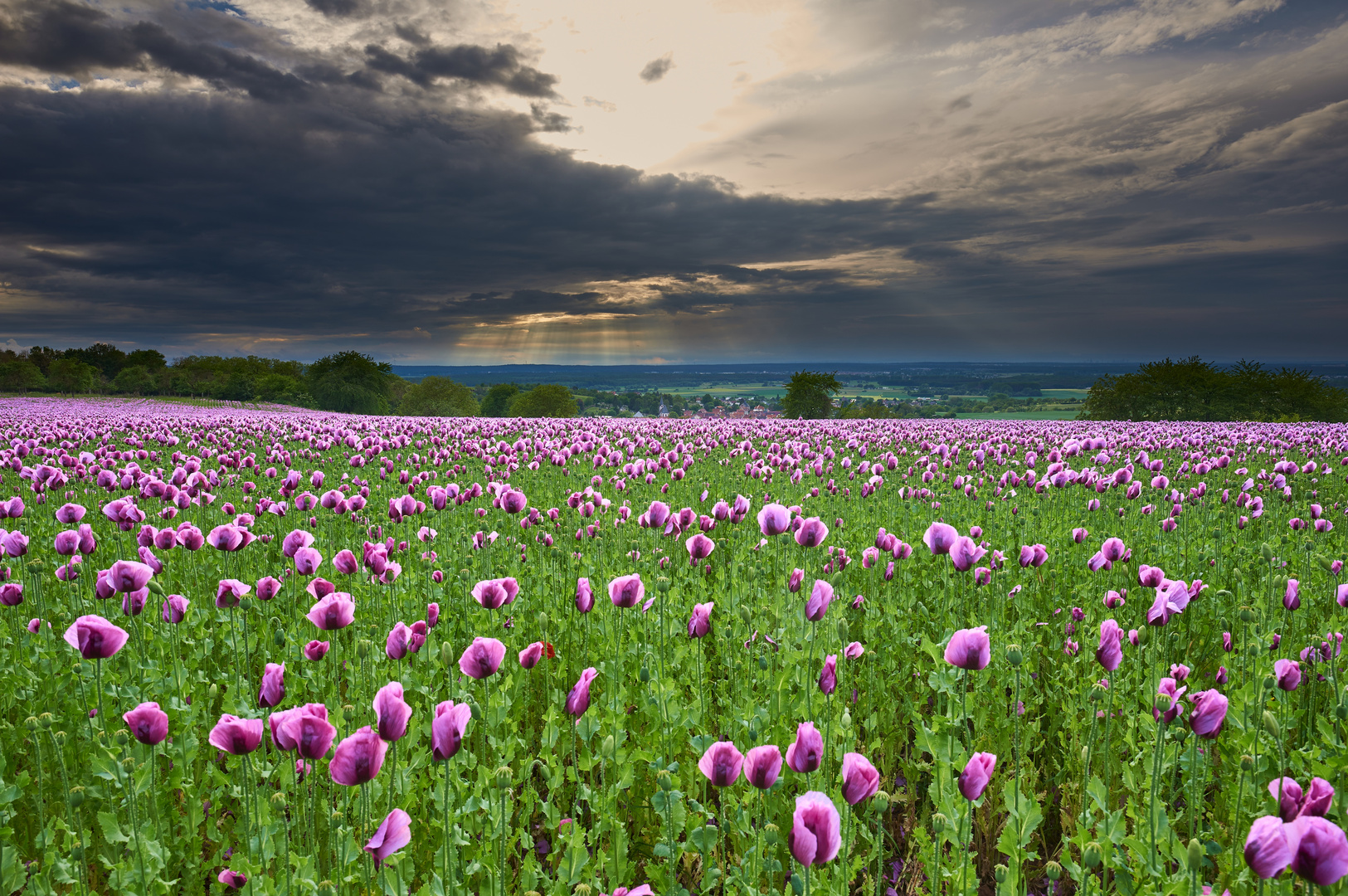 #out in the fields