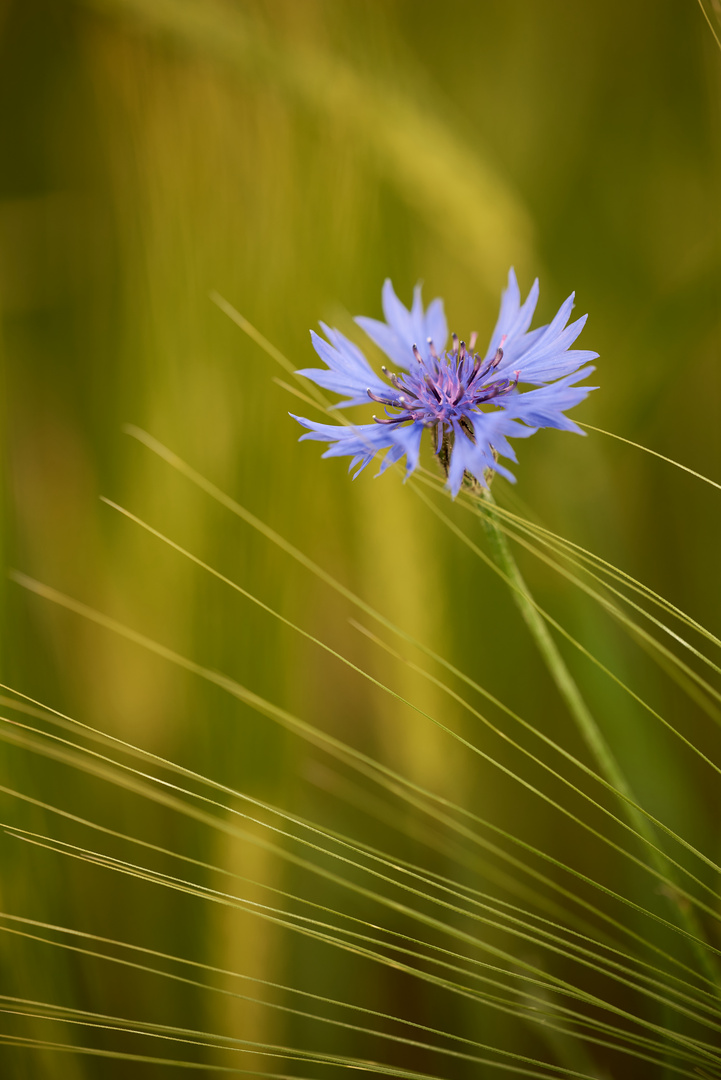 #out in the fields