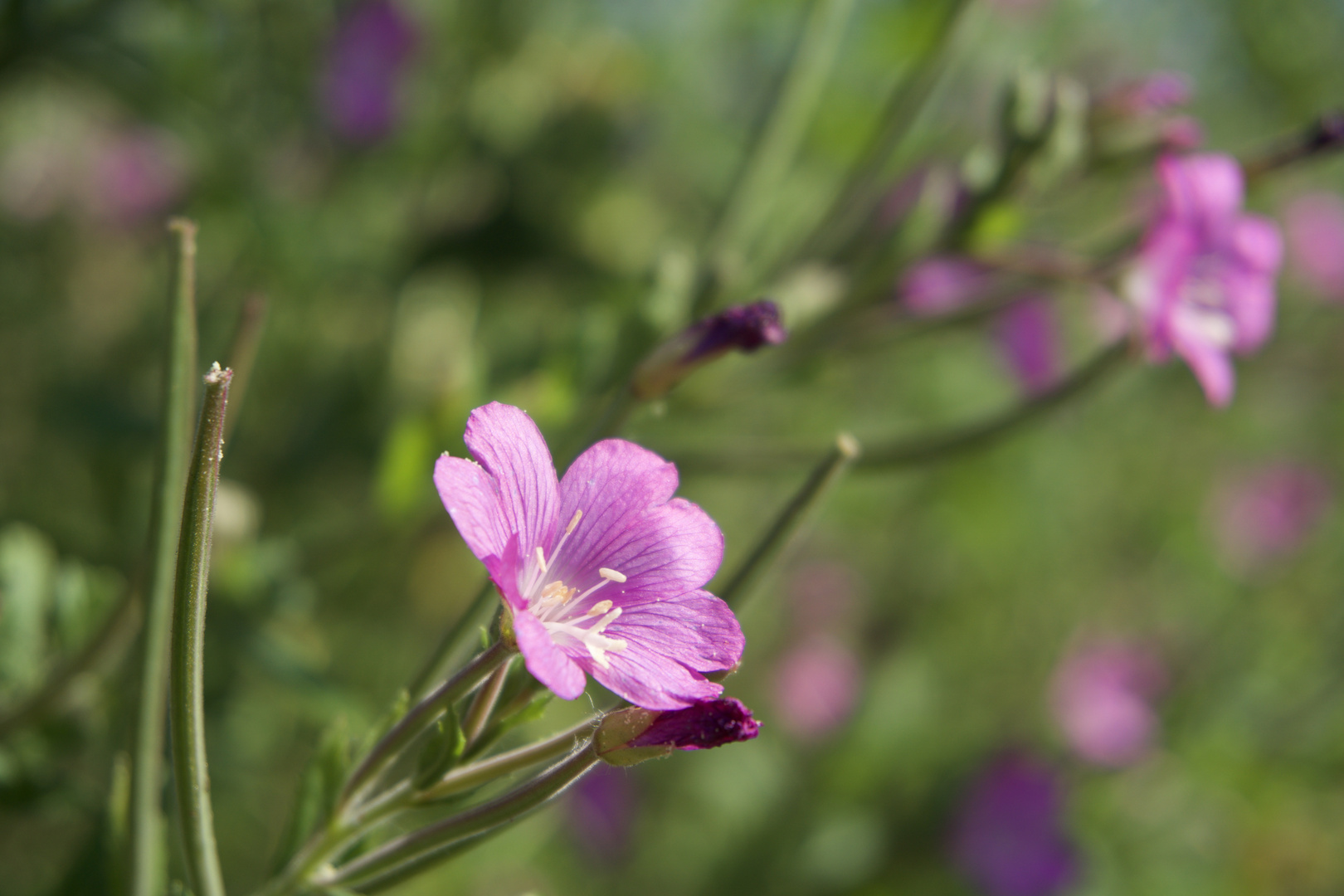 Out in the fields - Blume 1