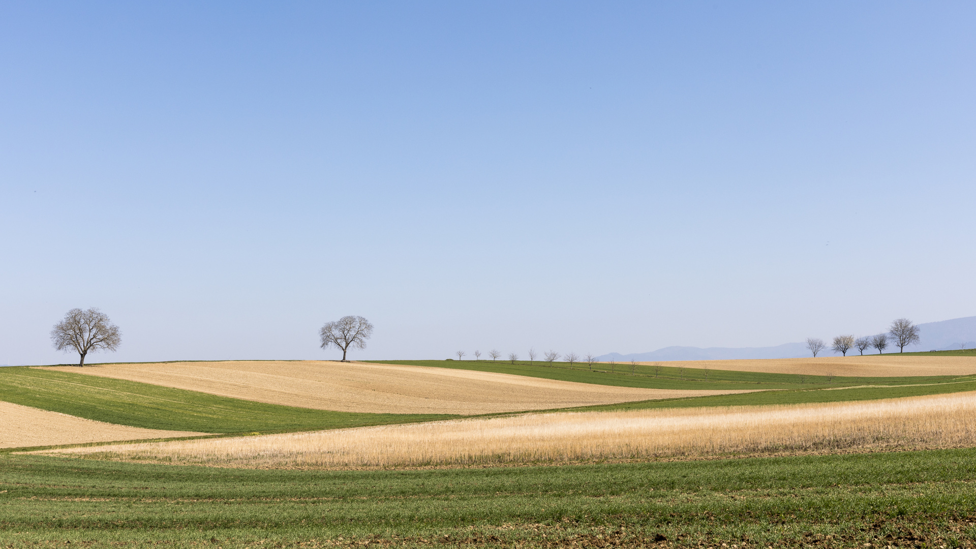 Out in the Fields