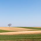 Out in the Fields