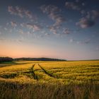 Out in the fields