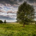 Out in the fields