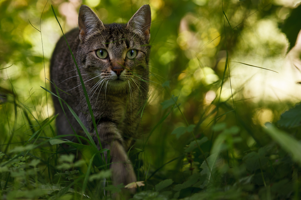 Out In The Green