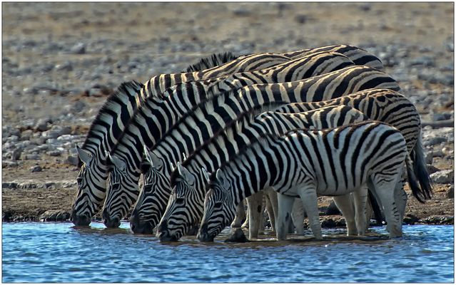 Out of Africa [28] - Aufgereiht