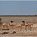 Out of Africa [30] - Etosha