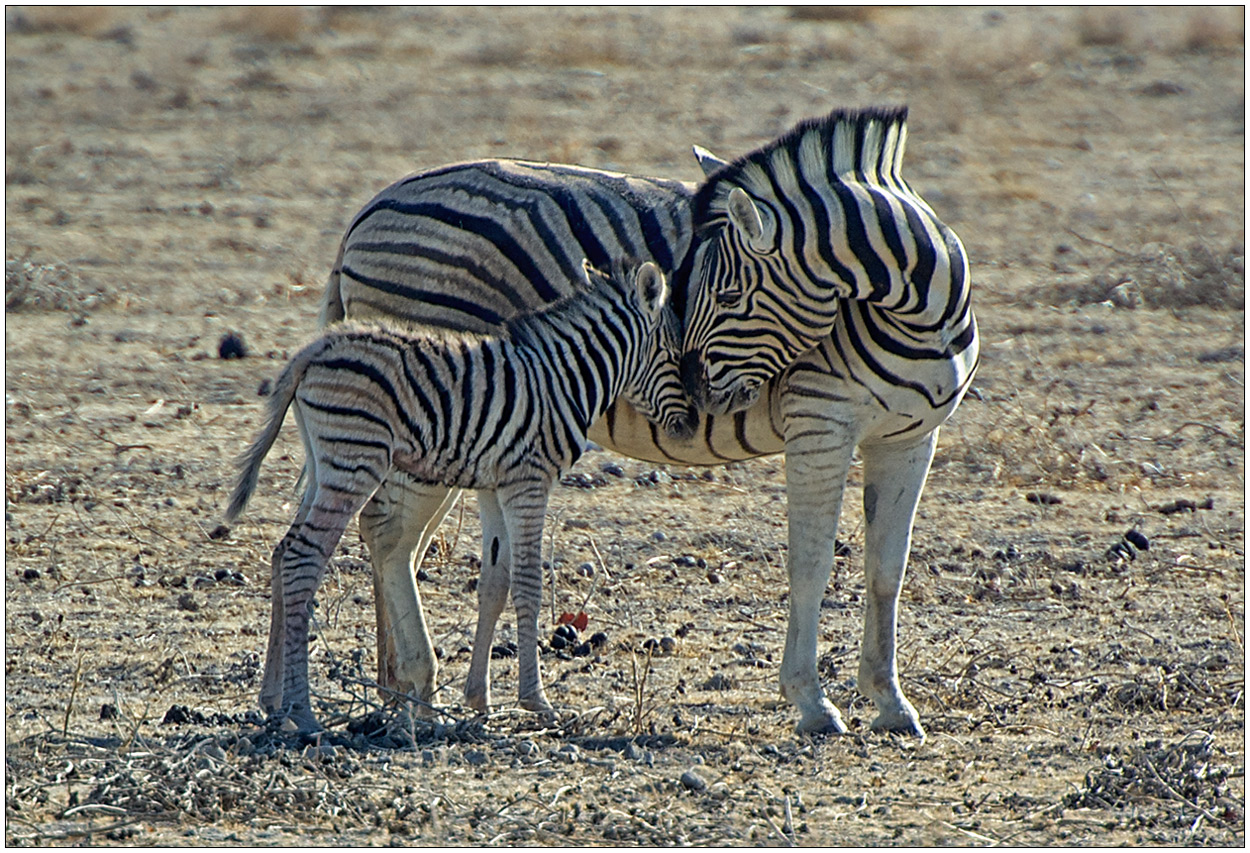 Out of Africa [32] - Tenderness