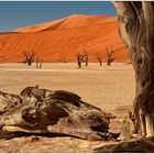 Out of Africa [6] - Dead Vlei