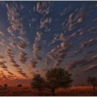 Out of Africa [61] - African Sky