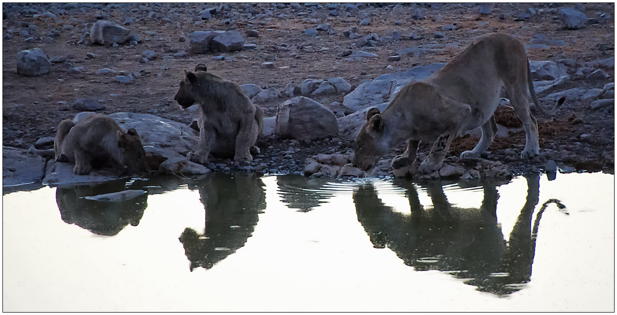 Out of Africa [79] - Am Wasserloch