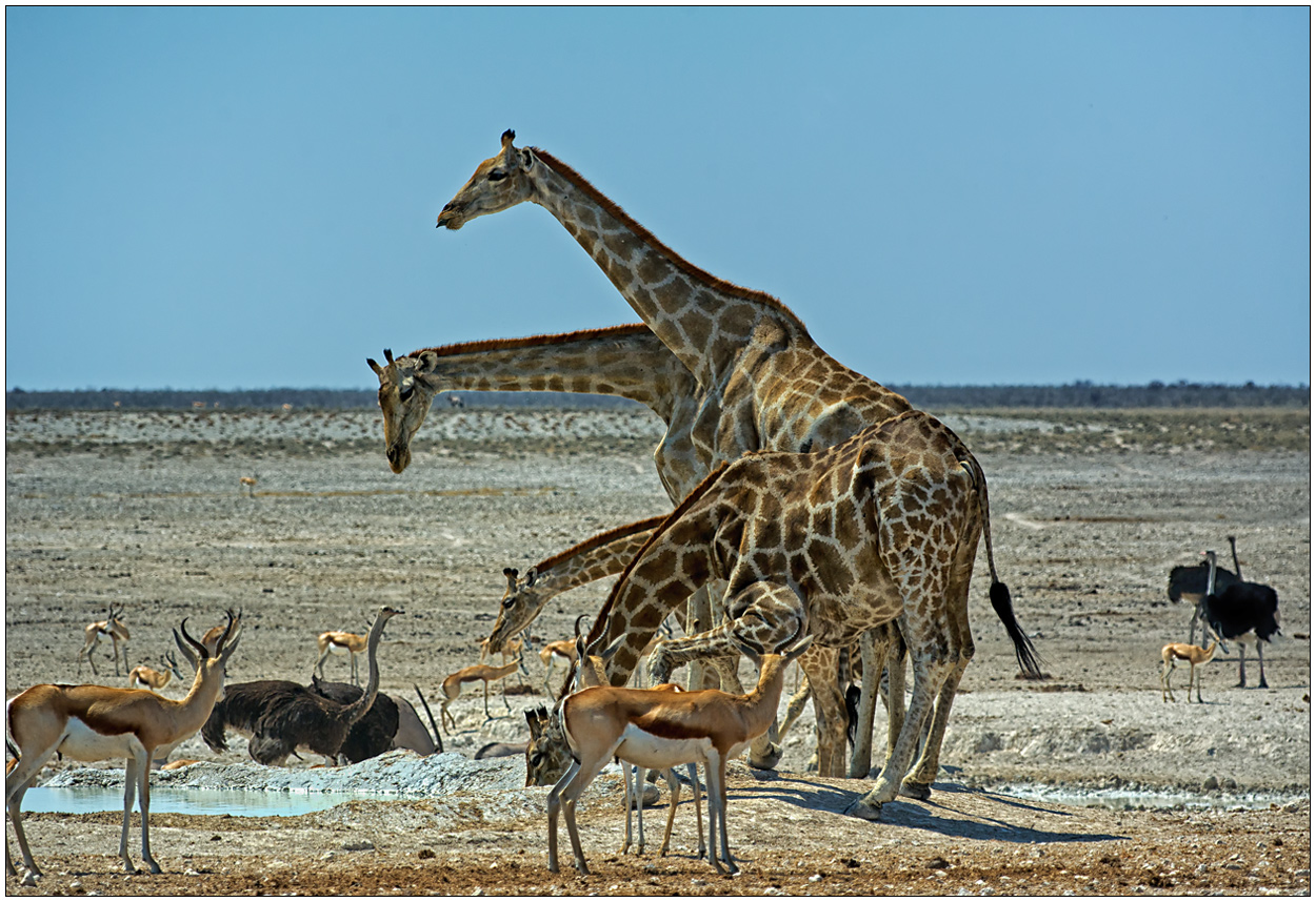 Out of Africa [81] - Die vierköpfige Giraffe