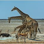 Out of Africa [81] - Die vierköpfige Giraffe