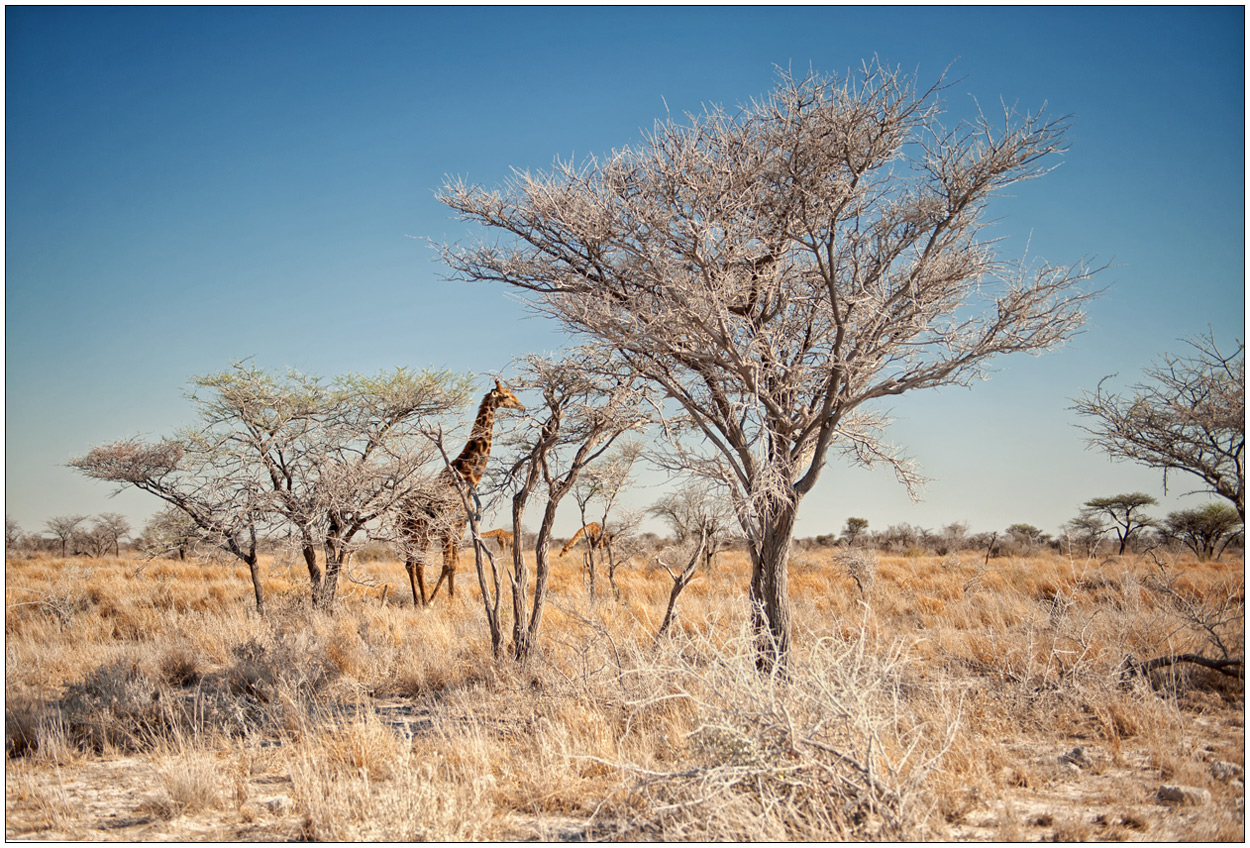 Out of Africa [98] - Etosha