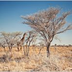 Out of Africa [98] - Etosha