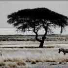 Out of Etosha...