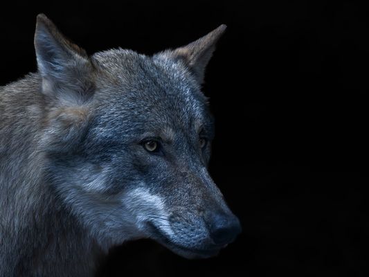 .....Out of the Dark...