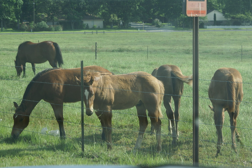 out on the pasture