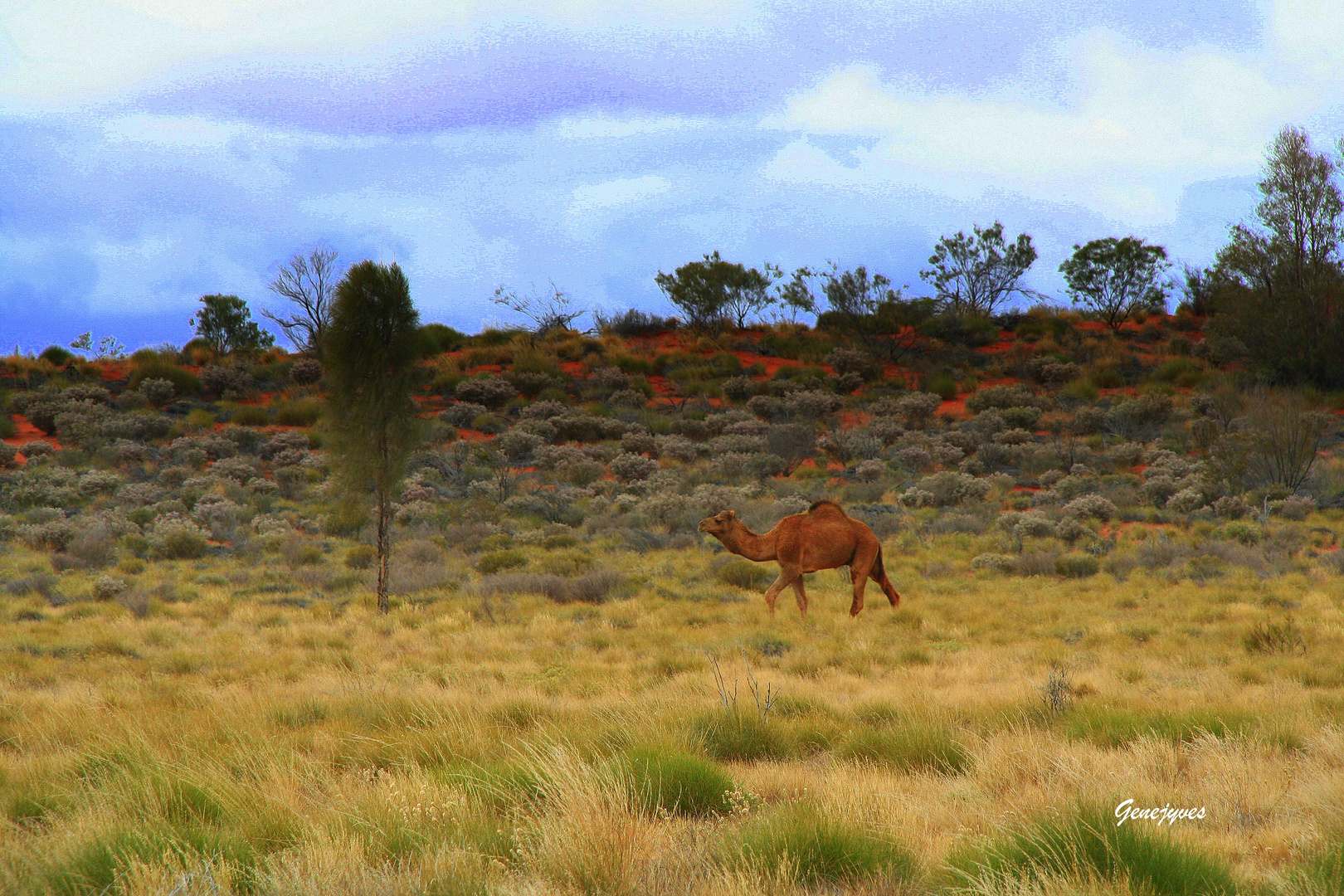 Outback