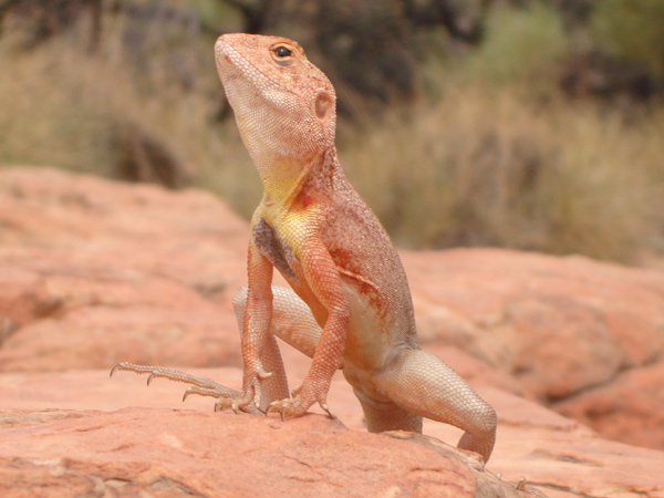 Outback Australia