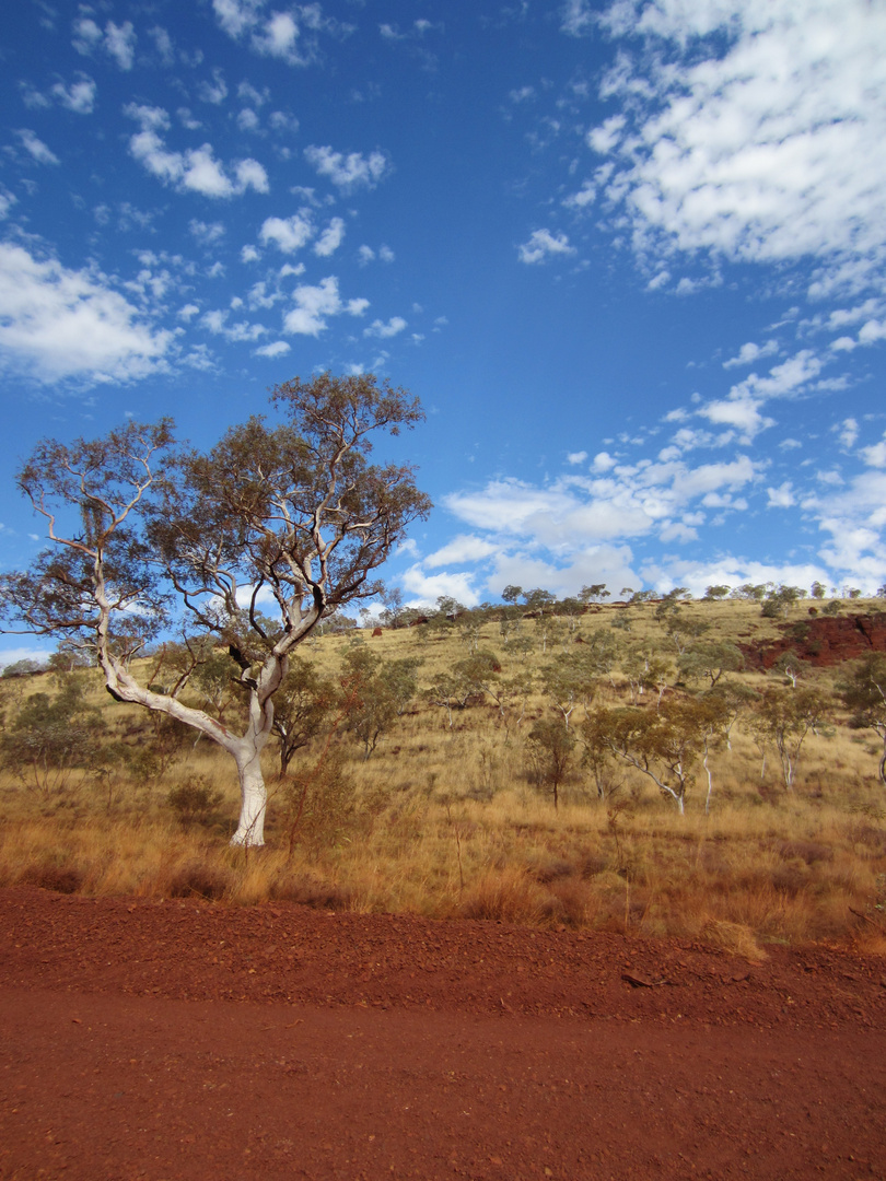 Outback Australien Eukalyptusbaum