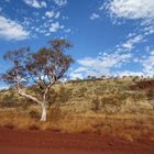 Outback Australien Eukalyptusbaum