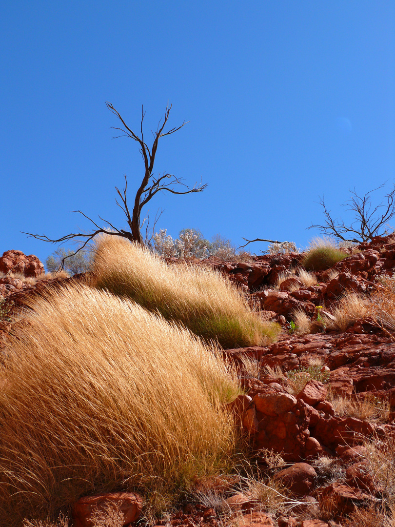 Outback Colors