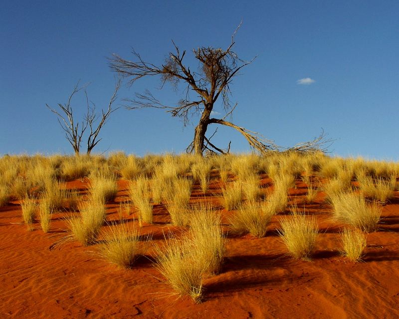 Outback mit Wolke