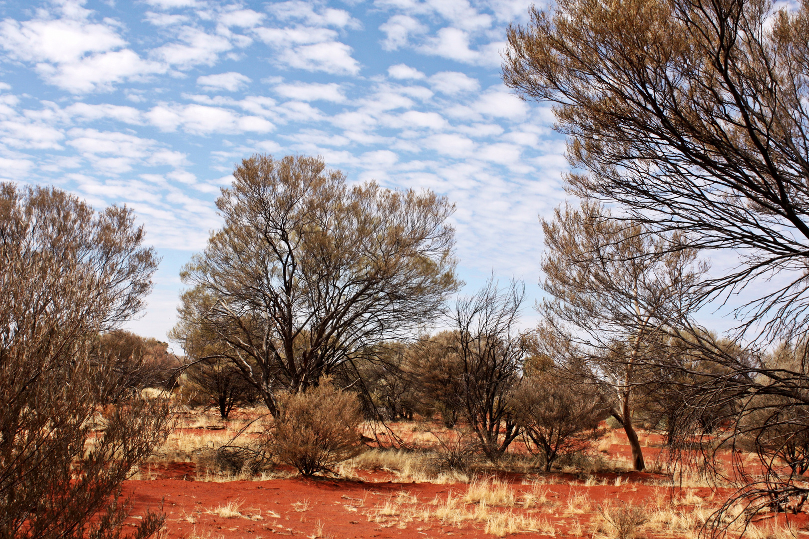 Outback mittendrin