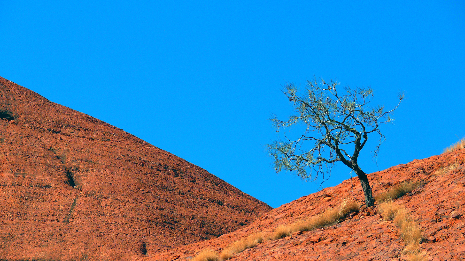 Outback Tree