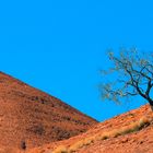 Outback Tree