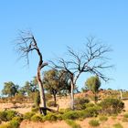 Outback Vegetation