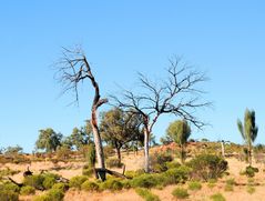 Outback Vegetation