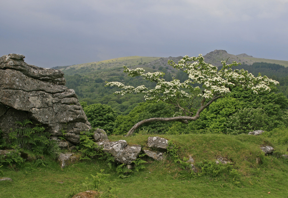 Outcrop near Down Tor