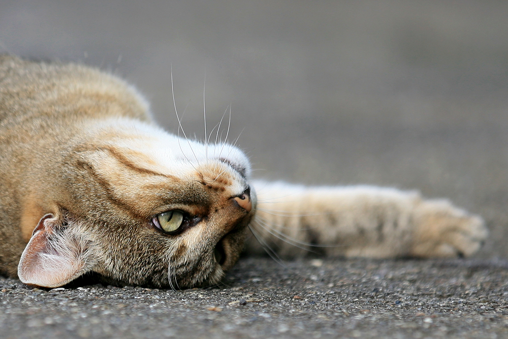 Outdoor-Katzen-Posing