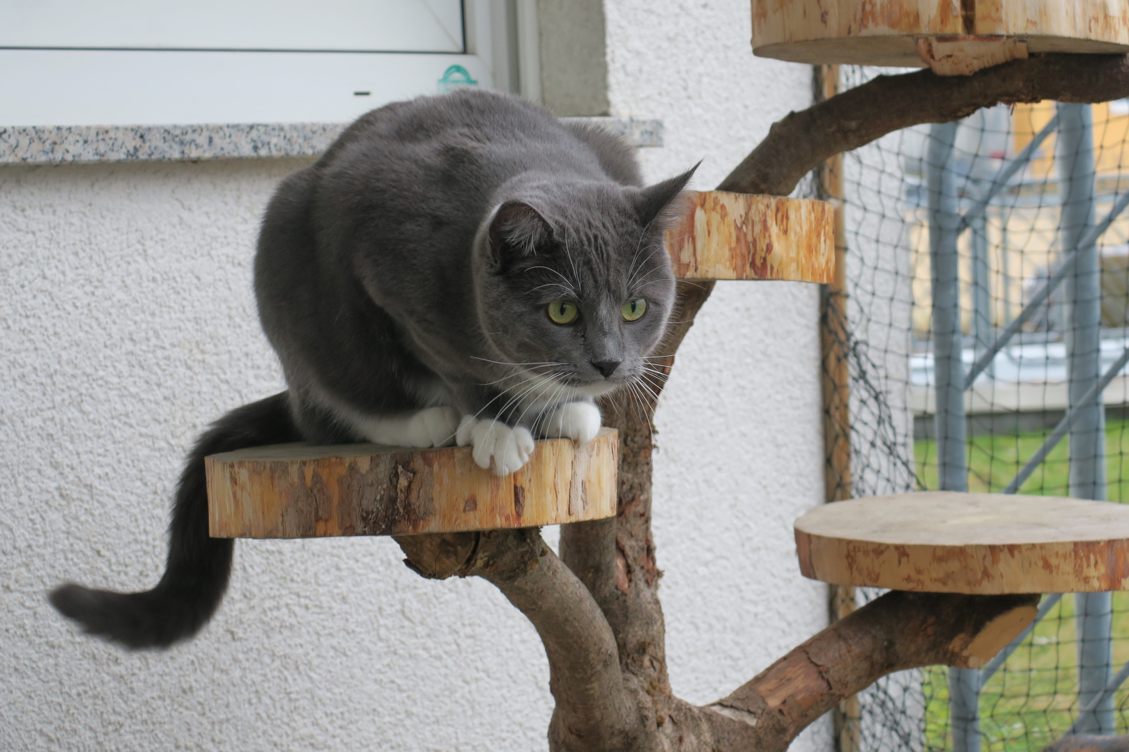 Outdoor-Kratzbaum