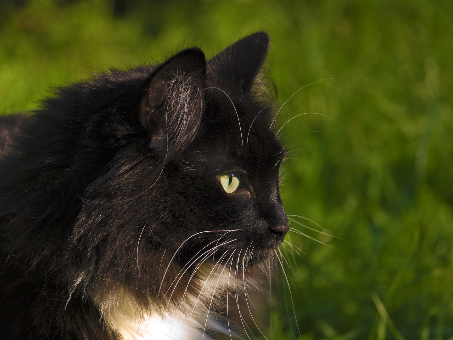 Outdoor Pimpi in the evening sun