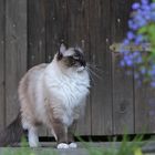 Outdoor-Ragdoll