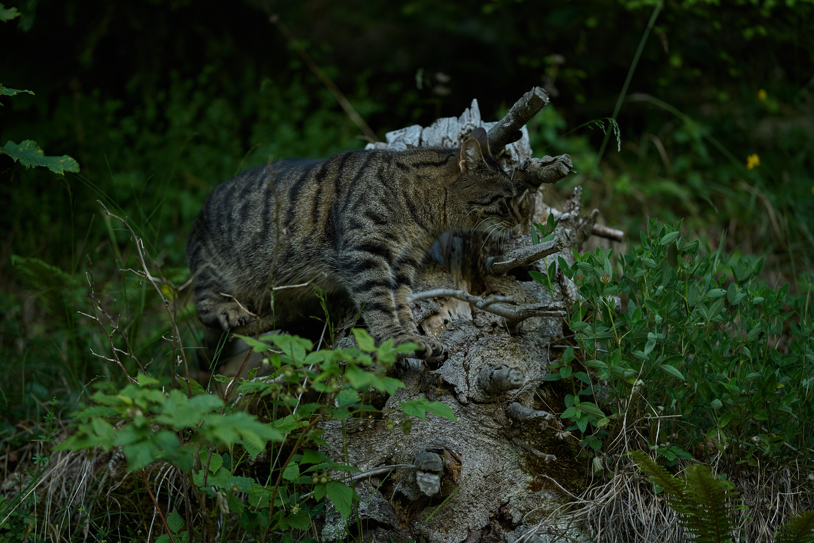 Outdoorboulderkatze auf Outdoorboulderstock