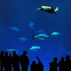 Outer Bay Aquarium