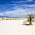 Outgrowing Sand Dunes at White Sands National Monument